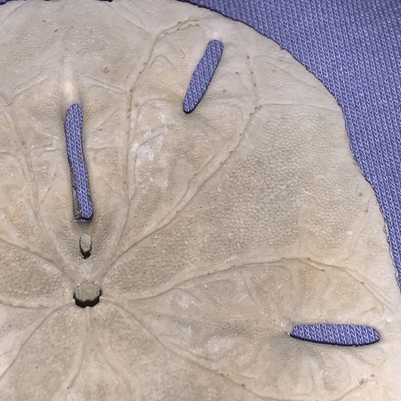 SALE!! Sea cookie or sand dollar #4 - Picture 5 of 8